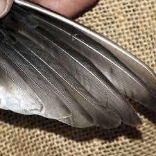 Attēlu rezultāti vaicājumam “Tringa totanus adult”