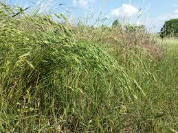 Attēlu rezultāti vaicājumam “Bromus secalinus”