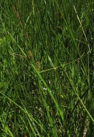 Attēlu rezultāti vaicājumam “Carex lasiocarpa leaf”