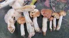 Attēlu rezultāti vaicājumam “Russulales”