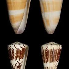 Attēlu rezultāti vaicājumam “Planorbis planorbis”