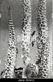 Attēlu rezultāti vaicājumam “Veronica longifolia fruit”