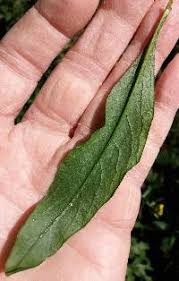Attēlu rezultāti vaicājumam “Erysimum cheiranthoides leaf”