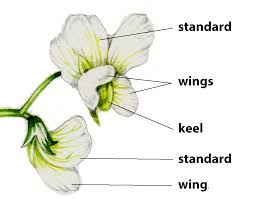 Attēlu rezultāti vaicājumam “Pisum sativum flower”