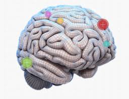 Image result for map of the brain