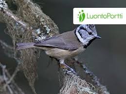 Attēlu rezultāti vaicājumam “Lophophanes cristatus”