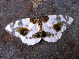 Attēlu rezultāti vaicājumam “Abraxas sylvata”