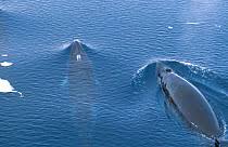 Image result for Balaenoptera bonaerensis