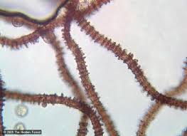 Attēlu rezultāti vaicājumam “Arcyria major macro”