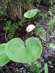 Attēlu rezultāti vaicājumam “Calla palustris leaf”