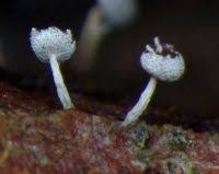 Attēlu rezultāti vaicājumam “Physarum globuliferum spores”