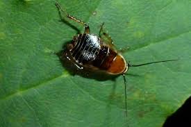 Attēlu rezultāti vaicājumam “Ectobius sylvestris male”