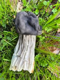 Attēlu rezultāti vaicājumam “Helvella lacunosa”