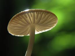 Attēlu rezultāti vaicājumam “Neocudoniella albiceps”