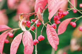 Attēlu rezultāti vaicājumam “Euonymus europaeus”