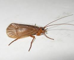 Attēlu rezultāti vaicājumam “Chaetopteryx villosa”