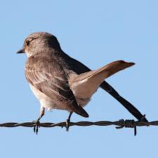 Attēlu rezultāti vaicājumam “Muscicapa striata adult”