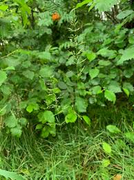 Attēlu rezultāti vaicājumam “Poa nemoralis fruit”