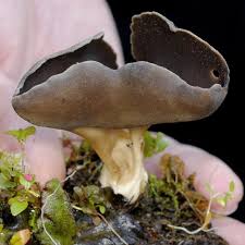 Attēlu rezultāti vaicājumam “Helvella”