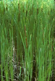 Attēlu rezultāti vaicājumam “Typhaceae”