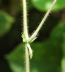 Attēlu rezultāti vaicājumam “Cribraria rubiginosa stalked”