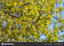 Attēlu rezultāti vaicājumam “Acer tataricum subsp. ginnala bud”
