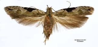 Attēlu rezultāti vaicājumam “Hypatima rhomboidella”