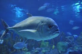 Image result for Caranx ignobilis