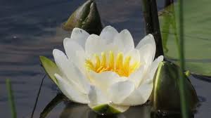 Attēlu rezultāti vaicājumam “Nymphaea candida”