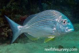 Image result for Rhabdosargus holubi