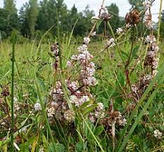 Attēlu rezultāti vaicājumam “Cuscuta epithymum subsp. trifolii flower”