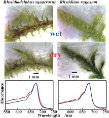 Attēlu rezultāti vaicājumam “Rhytidiadelphus”