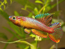 Image result for Aphyosemion