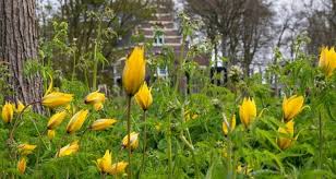 Attēlu rezultāti vaicājumam “Tulipa sylvestris”