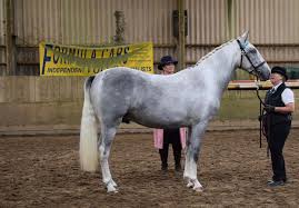 Image result for Blackpool & Fylde Horse Club