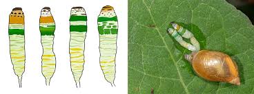 Attēlu rezultāti vaicājumam “Leucochloridium paradoxum”