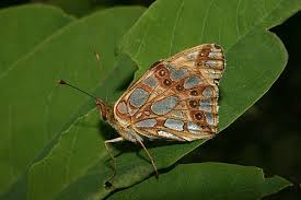 Attēlu rezultāti vaicājumam “Issoria lathonia upperside”