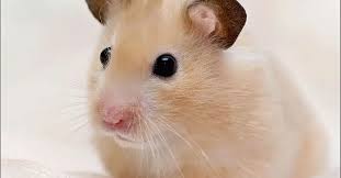 Afbeeldingsresultaat voor hamsters