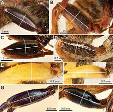 Attēlu rezultāti vaicājumam “Cimbicidae”