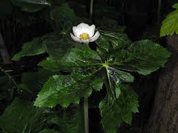 Attēlu rezultāti vaicājumam “Podophyllum hexandrum flower”