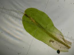 Attēlu rezultāti vaicājumam “Syntrichia virescens”