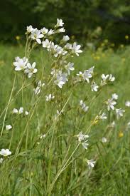 Attēlu rezultāti vaicājumam “Saxifraga granulata flower”
