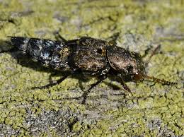 Attēlu rezultāti vaicājumam “Ontholestes murinus”