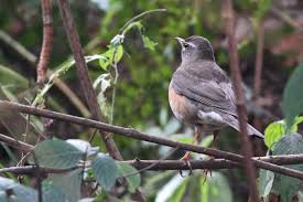 Image result for Turdus obscurus