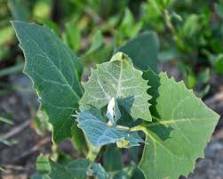 Attēlu rezultāti vaicājumam “Atriplex calotheca leaf”