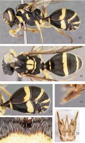 Attēlu rezultāti vaicājumam “Stemonitopsis hyperopta var. landewaldii young”