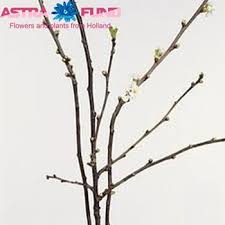 Attēlu rezultāti vaicājumam “Cerasus bud”