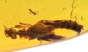 Attēlu rezultāti vaicājumam “Lymexylidae”