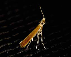 Attēlu rezultāti vaicājumam “Lyonetiidae”