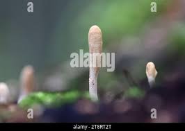 Attēlu rezultāti vaicājumam “Podostroma leucopus”